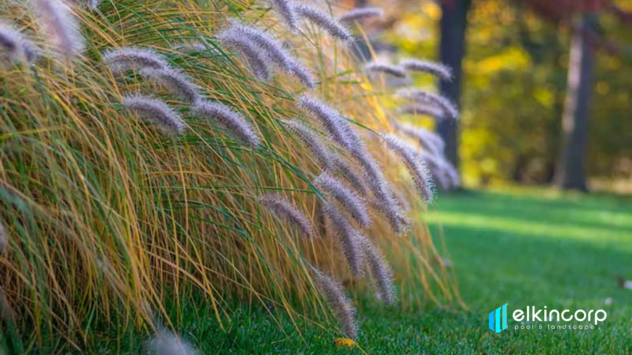 fountain grass