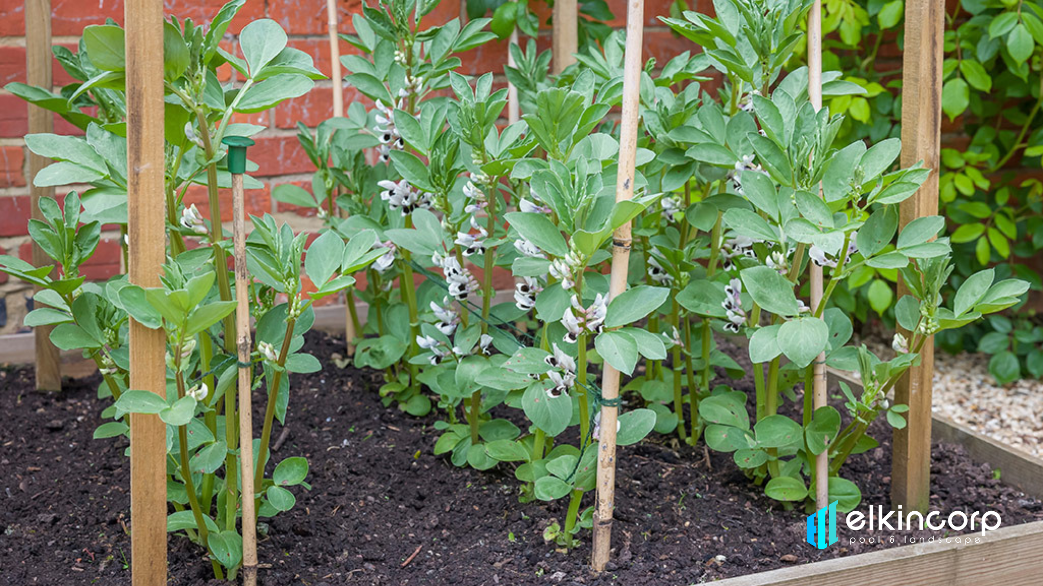 plant support stick